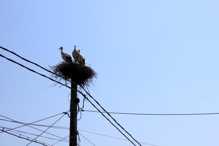 Sky storks utility photo
