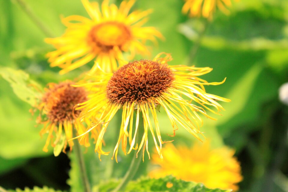 Yellow orange ox-eye