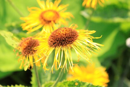 Yellow orange ox-eye