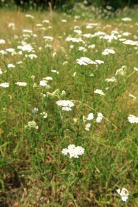 Herbs millefolium white