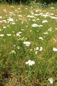 Herbs millefolium white photo