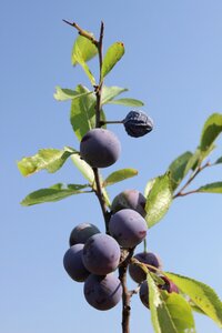 Blueberries girl prunus