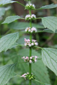 Lamiaceae leonurus lilac photo