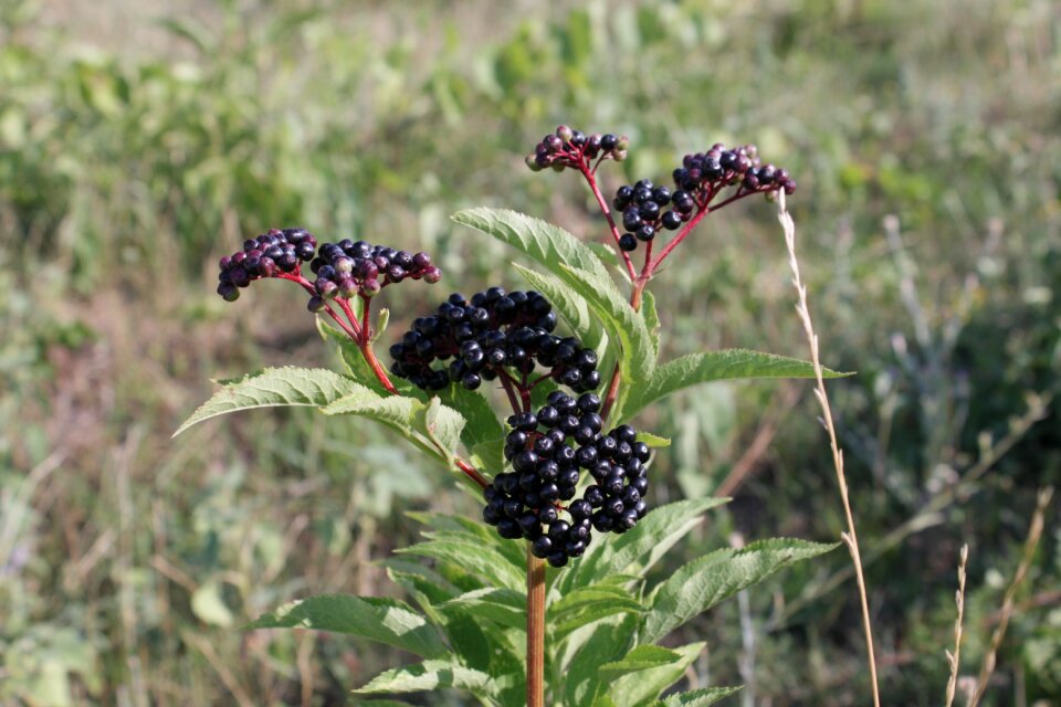 Ripe sambucus fruit