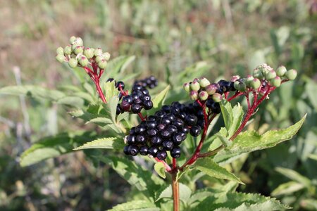 Ripe sambucus fruit