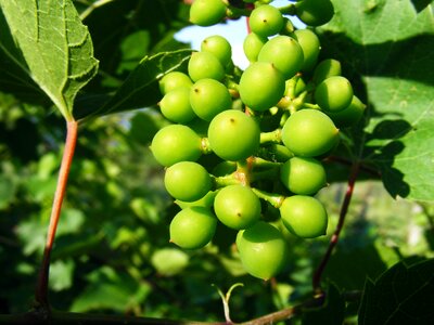 Grapes green ananas