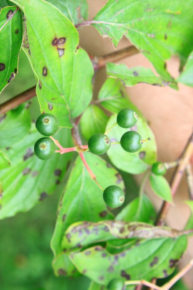 Raw sanguinea fruit