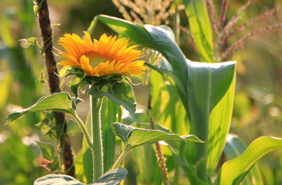 Sunflower sunflowers yellow
