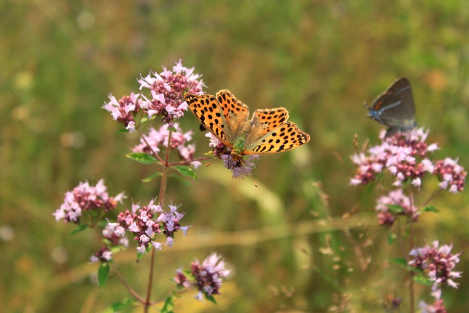 Issoria lathonia nymphalidae