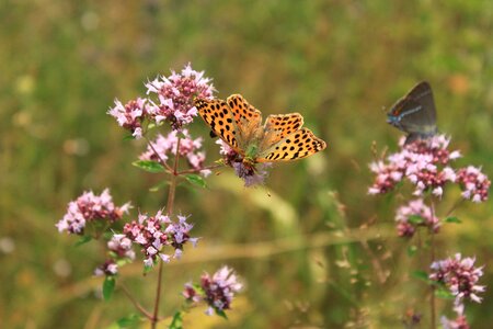 Issoria lathonia nymphalidae