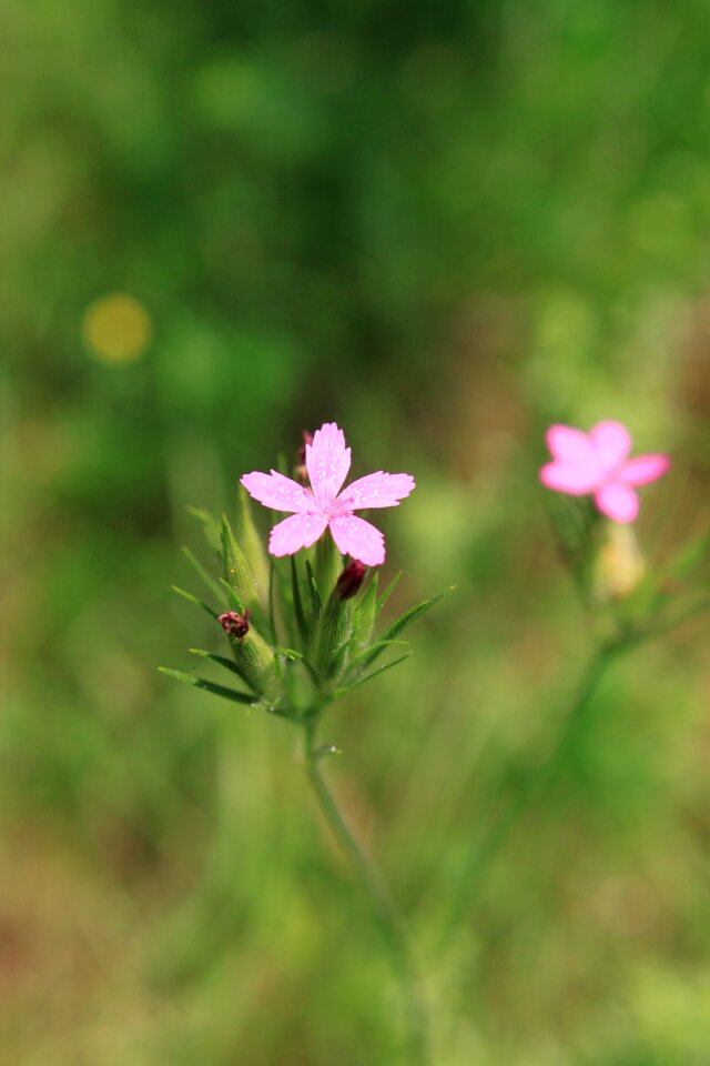 Pink tenuifolius plants photo