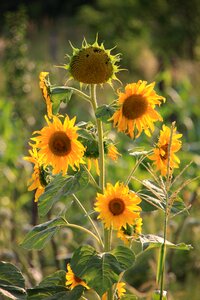 Sunflower sunflowers yellow