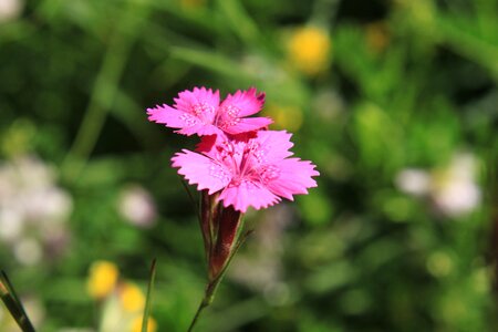 Flowers pink wildflowers