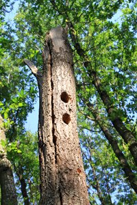 Tree woodpeckers nature