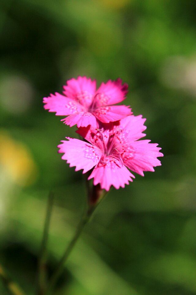 Flowers pink wildflowers
