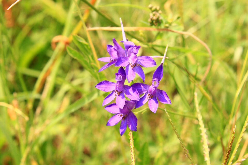Ranunculaceae regalis royal