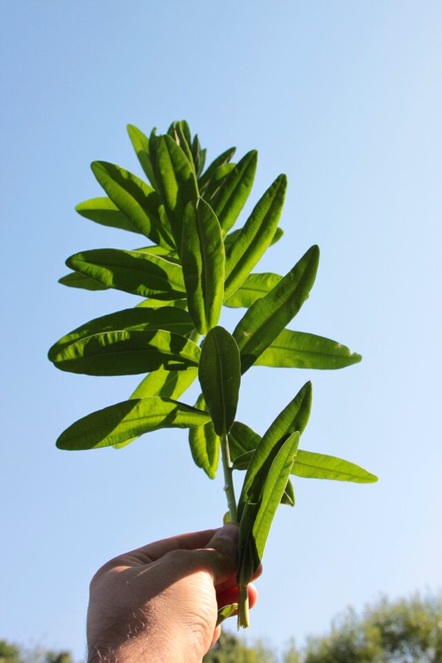 Herbs natural plants