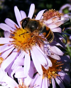 Pollen pollinating insects photo