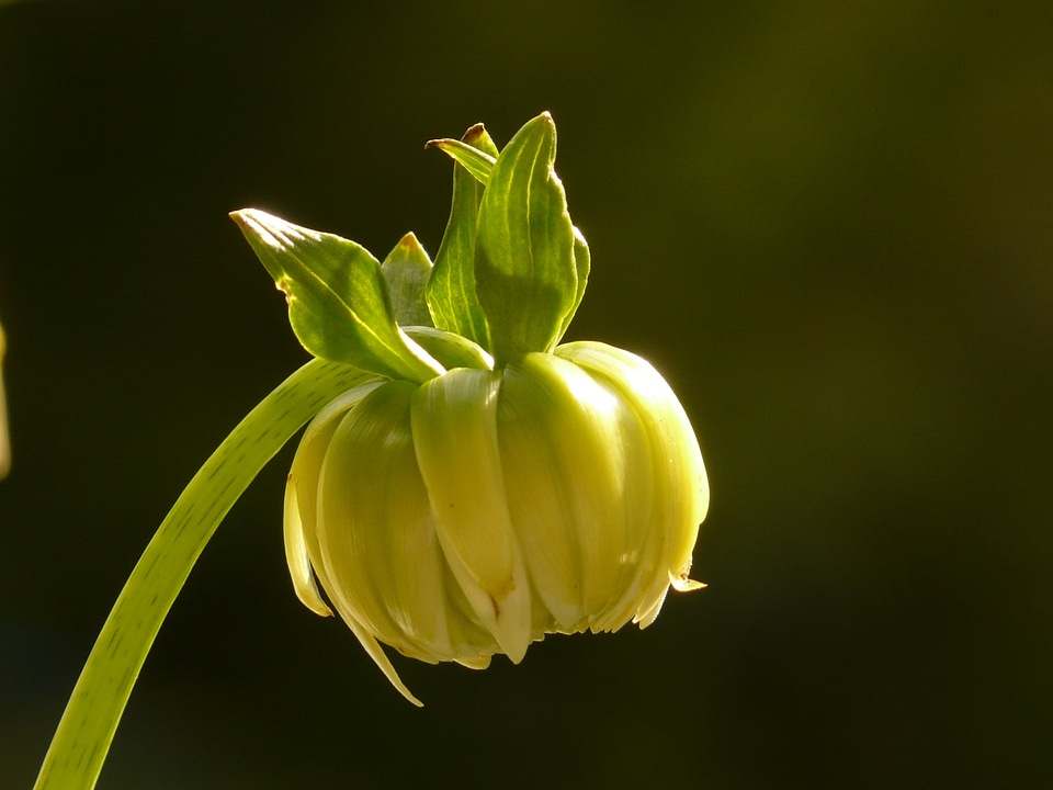 Plant flora grow