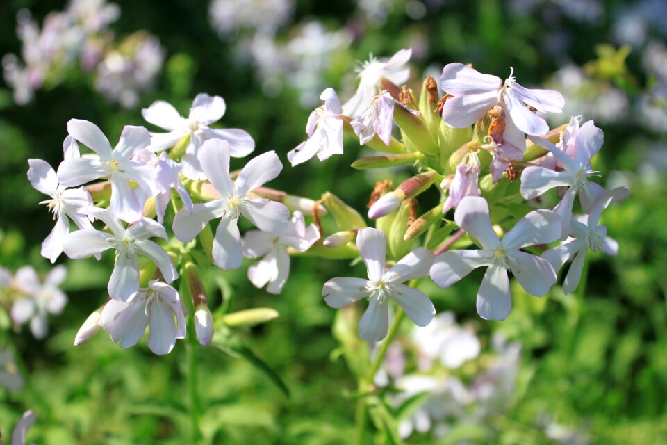 Saponaria soapwort plants