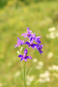 Ranunculaceae regalis royal