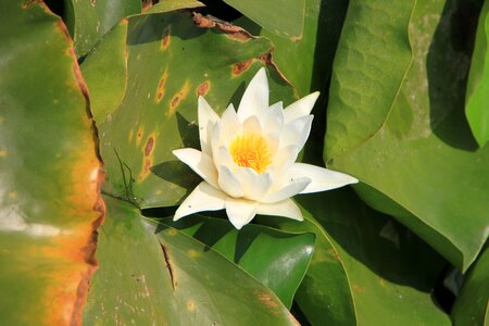 Lily water white photo