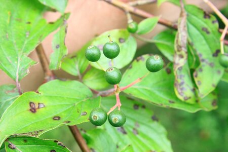 Raw sanguinea fruit