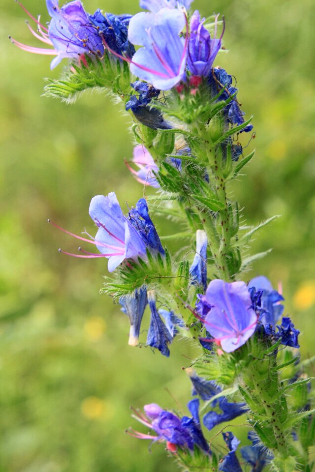 Echium flowers herbs