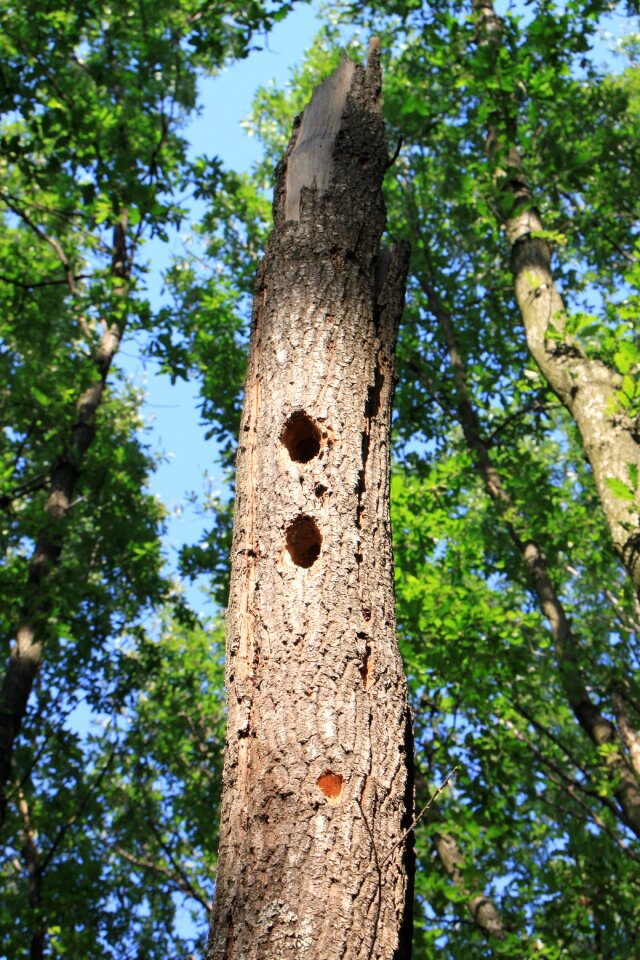 Tree woodpeckers nature