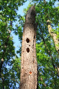 Tree woodpeckers nature