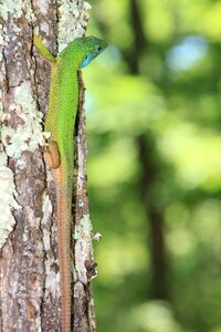 Lacerta lizard trees