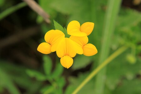Lotus trefoil yellow