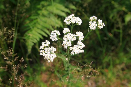 Herbs millefolium white photo