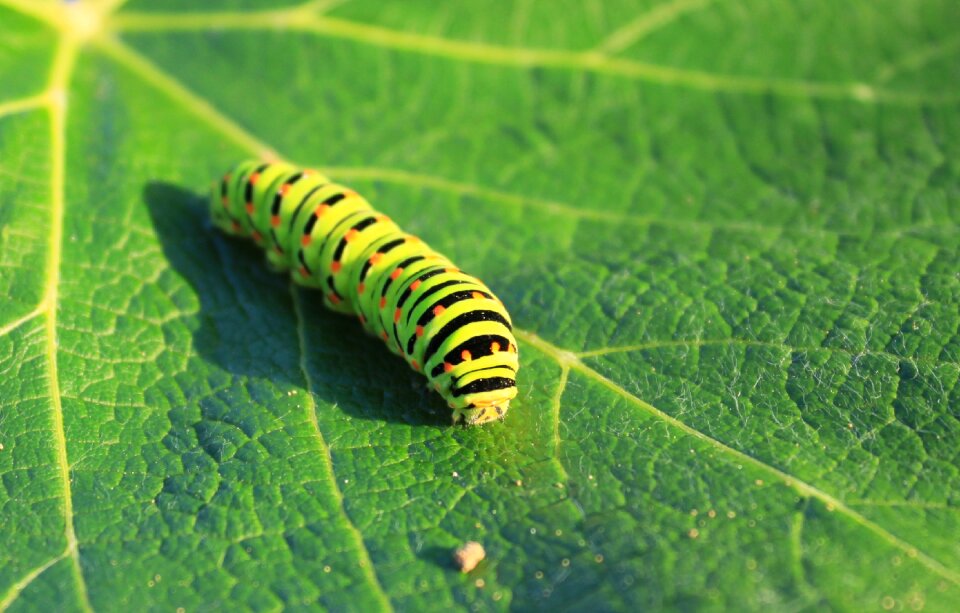 Lepidoptera papilionidae swallowtail