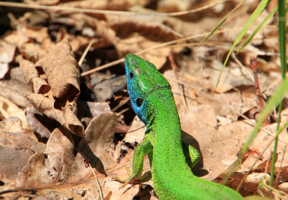 Green lacerta lizard