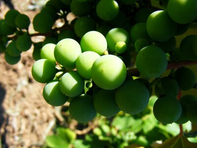 Grapes green ananas