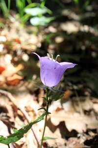 Flowers persicifolia purple photo