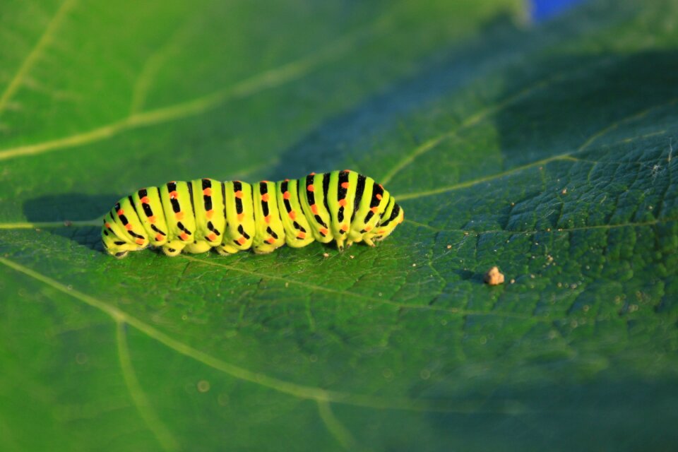 Lepidoptera papilionidae swallowtail