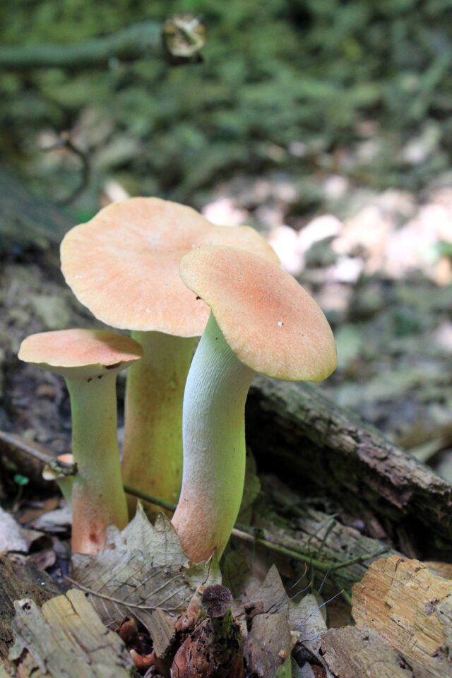 Fungus pleurotus trumpet
