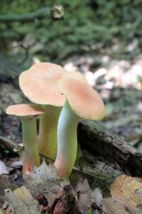 Fungus pleurotus trumpet photo