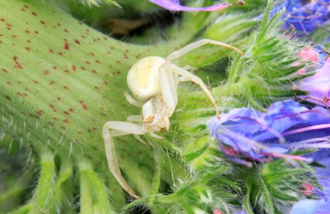 Flowers misumena spider