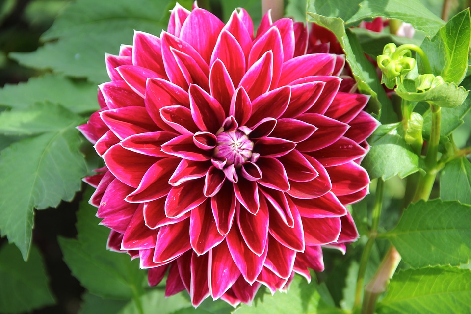 Flower dahlia garden plant