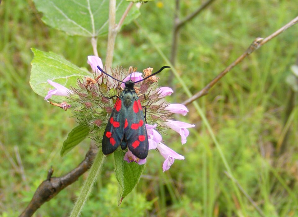 Dark filipendulae red