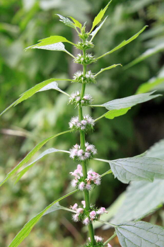 Lamiaceae leonurus lilac