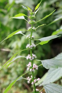 Lamiaceae leonurus lilac