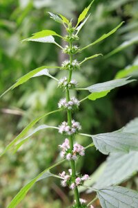 Lamiaceae leonurus lilac photo