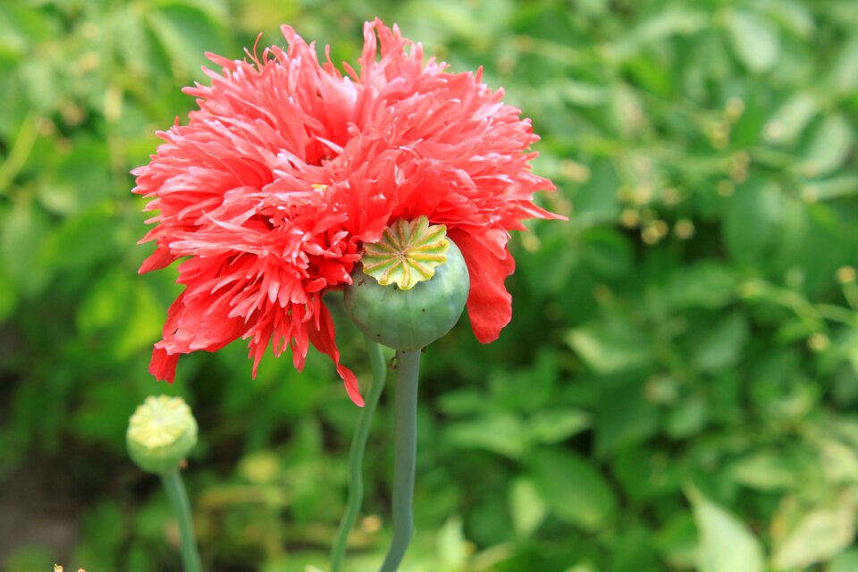 Opium papaver poppy