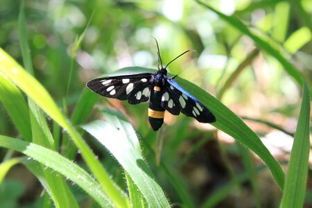 Moth phegea spotted