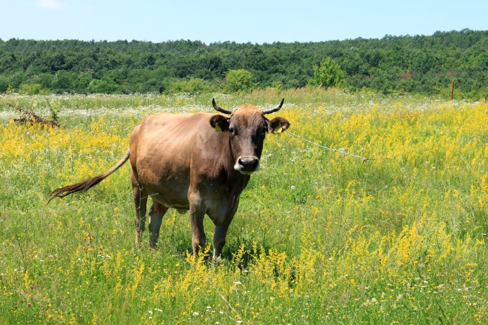 Flowers grass grazing