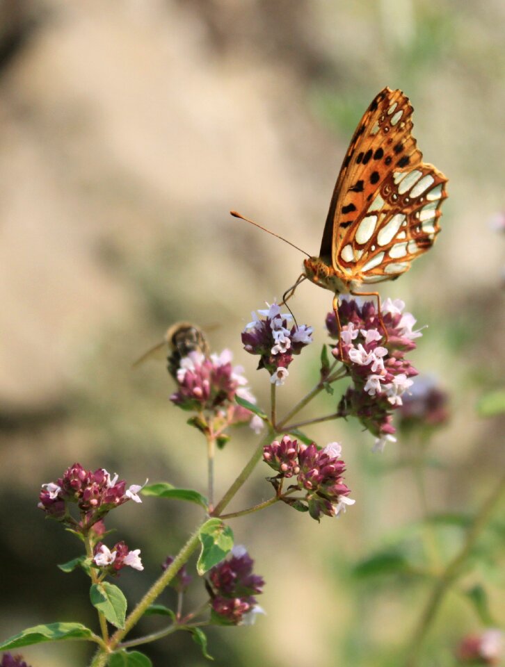 Issoria lathonia nymphalidae